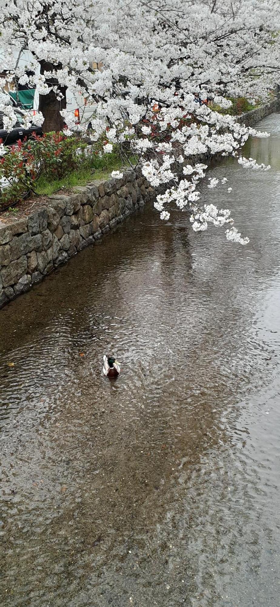 酒店 京都河原町三条井筒酒店